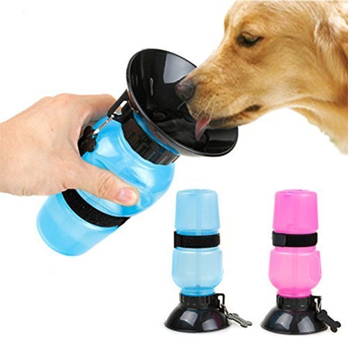 Aqua Dog